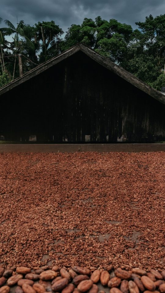 Granos de cacao secándose al sol